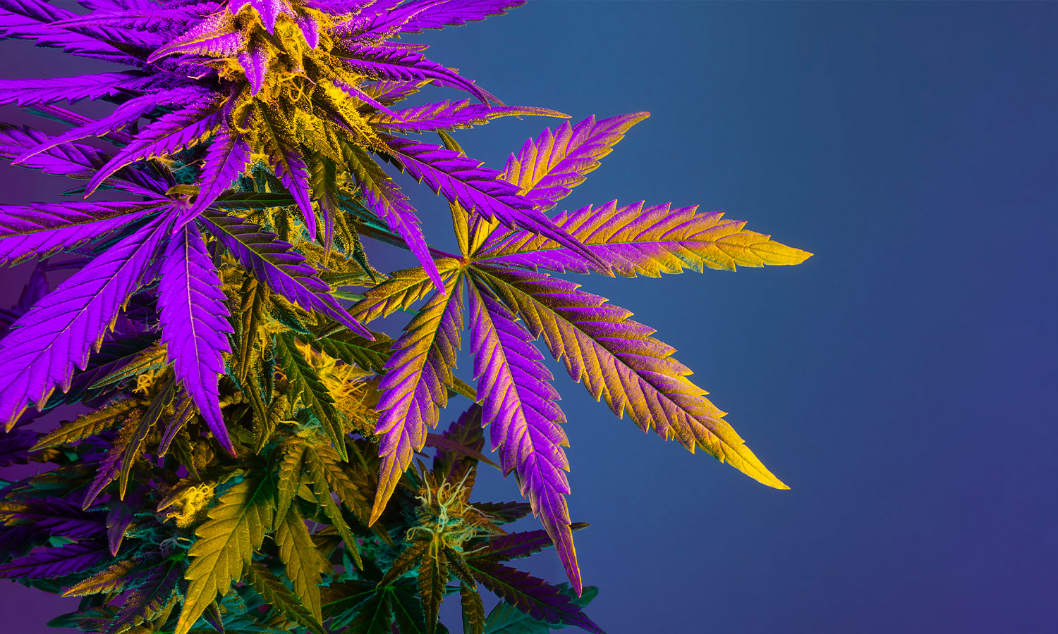 Buy Weed Strains Europe Online – Premium THC & CBD Delivered Fast